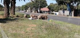 pigs in Bloemfontein